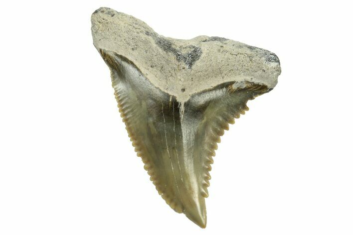 Fossil Shark Tooth (Hemipristis) - Bone Valley, Florida #235631